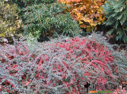 ���������@��ֲ������a(ch��n)���o�ܽY(ji��)�ψ@��ֲ���쾰�����Pԭ�t�cҪ��