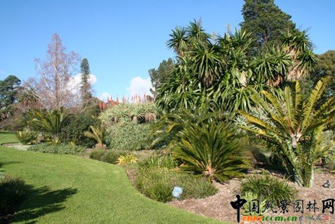 �@��ֲ��ľ��^��(y��ng)��