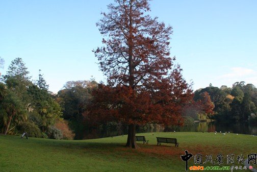 �@��ֲ��ľ��^��(y��ng)��