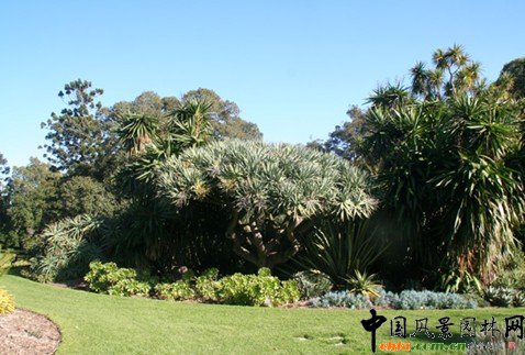 �@��ֲ��ľ��^��(y��ng)��