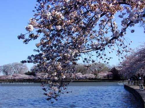 �c�����´��ڞg�[�DƬ