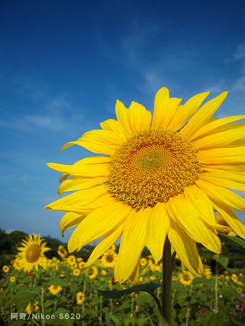 �������Zȫ���� СDCҲ���ĳ��û���