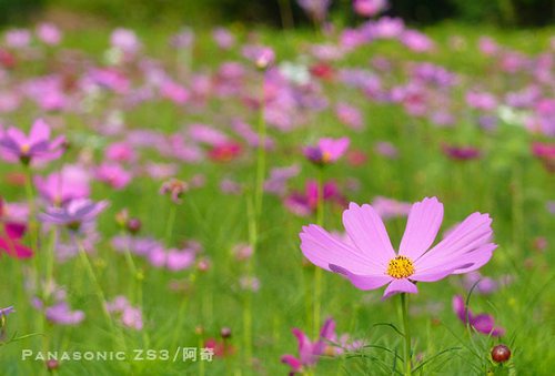 �������Zȫ���� СDCҲ���ĳ��û���