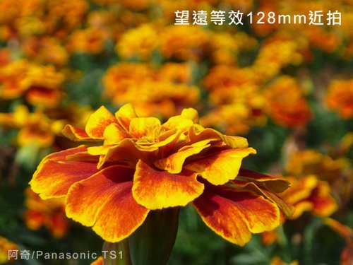 �������Zȫ���� СDCҲ���ĳ��û���