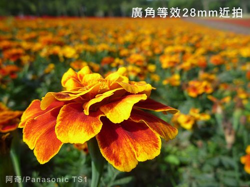 �������Zȫ���� СDCҲ���ĳ��û���