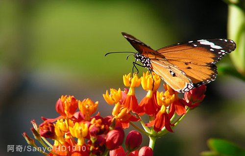 �������Zȫ���� СDCҲ���ĳ��û���