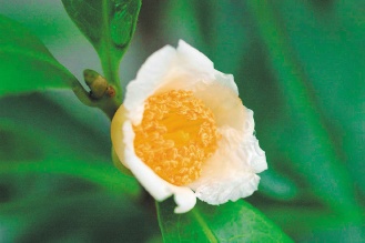 ����ɽ��Ƥ��