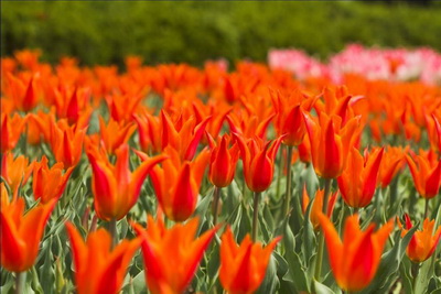 �����������Ƿ�