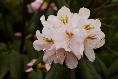 ���N�������¶�