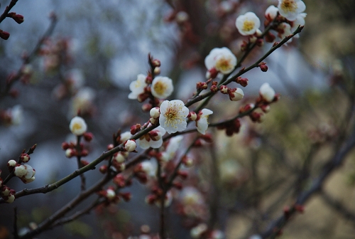 ���u����ɽ���@�������t �ο͟��鲻�p���M�D��