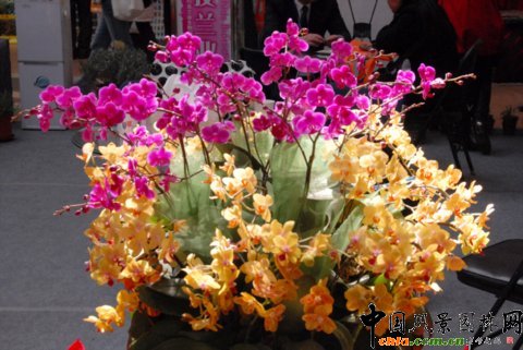 高清組圖:第12屆花卉園藝展上的美麗花草