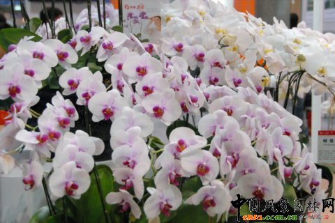 高清組圖:第12屆花卉園藝展上的美麗花草