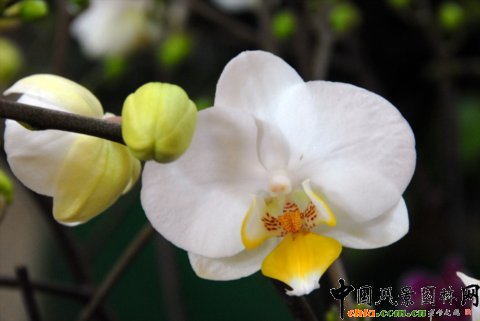 高清組圖:第12屆花卉園藝展上的美麗花草