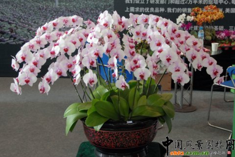     ����M�D����12�û��܈@ˇչ�ϵ���������