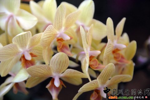 高清組圖：第12屆花卉園藝展上的美麗花草