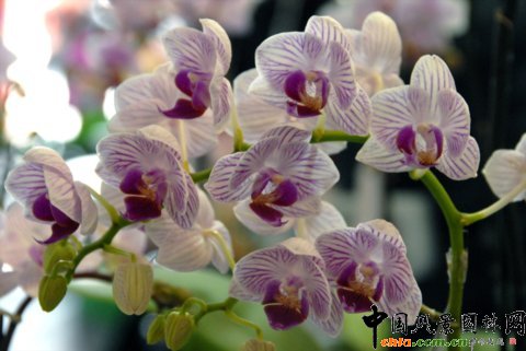 ����M�D����12�û��܈@ˇչ�ϵ���������