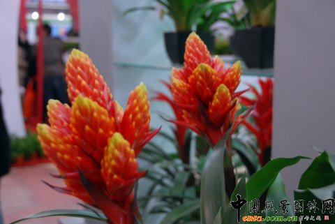 高清組圖：第12屆花卉園藝展上的美麗花草--鳳梨