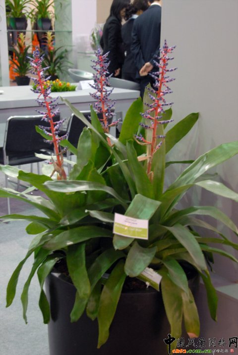 高清組圖：第12屆花卉園藝展上的美麗花草--鳳梨