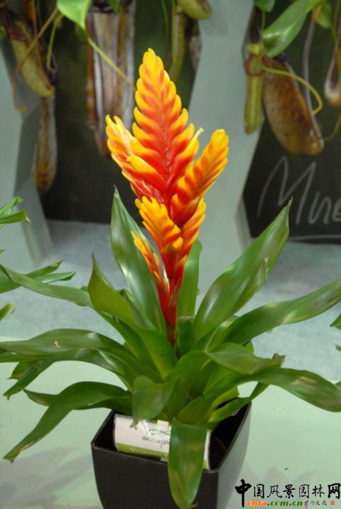 高清組圖：第12屆花卉園藝展上的美麗花草--鳳梨