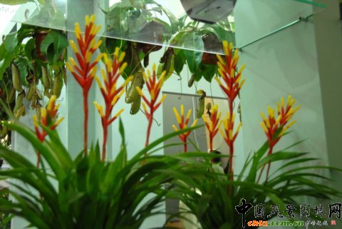 高清組圖：第12屆花卉園藝展上的美麗花草