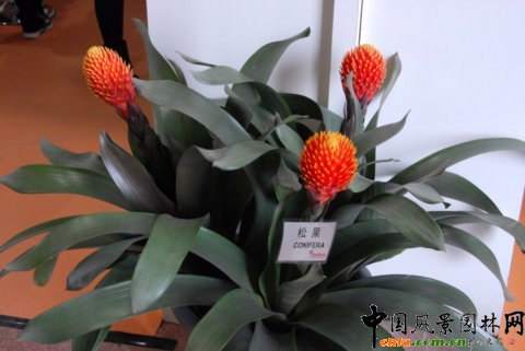 高清組圖：第12屆花卉園藝展上的美麗花草