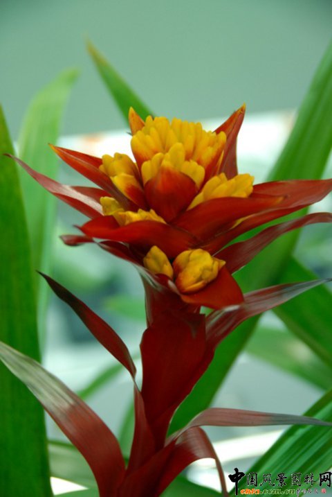 高清組圖：第12屆花卉園藝展上的美麗花草