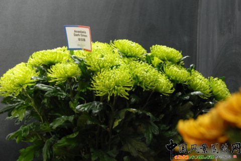 高清組圖：第12屆花卉園藝展上的美麗花草