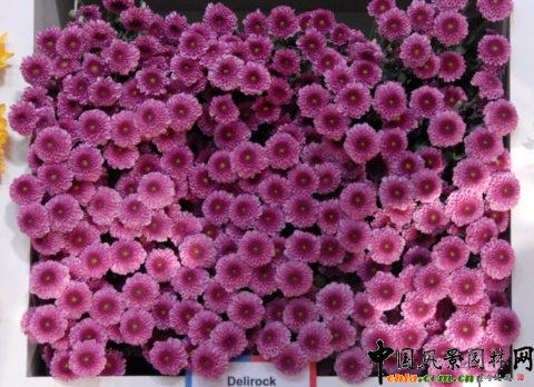 高清組圖：第12屆花卉園藝展上的美麗花草