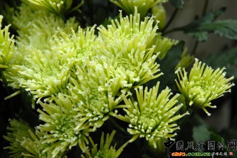 Deliflor公司的新品種