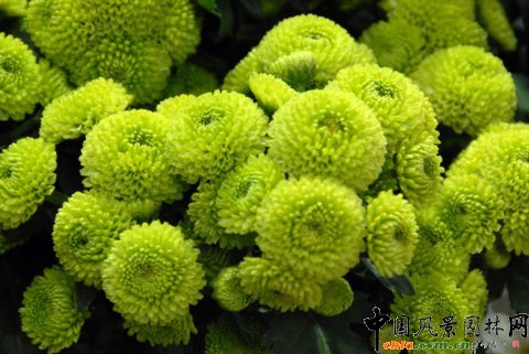 Deliflor公司的新品種