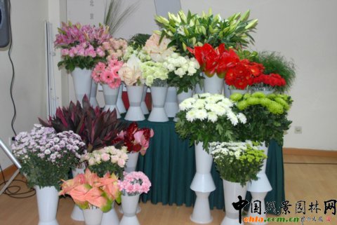 Deliflor公司的新品種