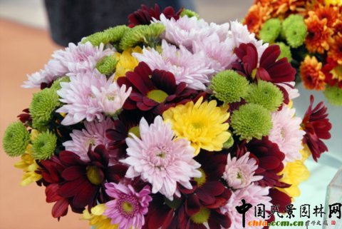 Deliflor公司的新品種