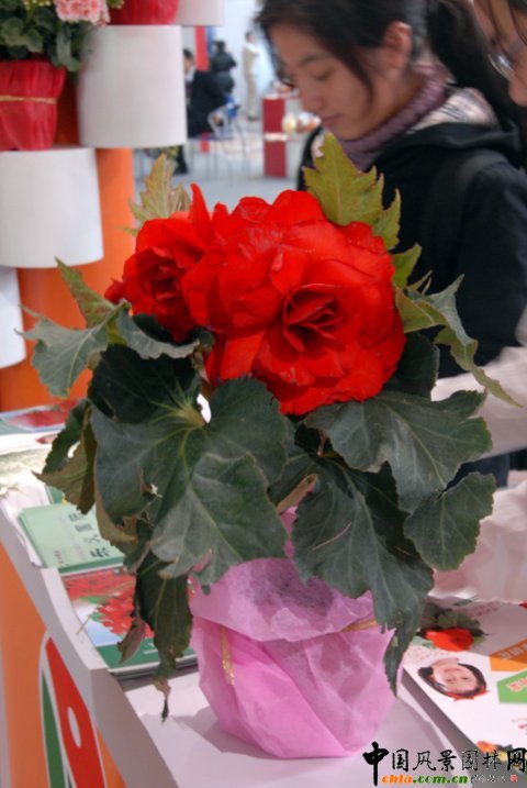 �����ջ�