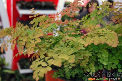 ��12�û��܈@ˇչ�ϵ���������