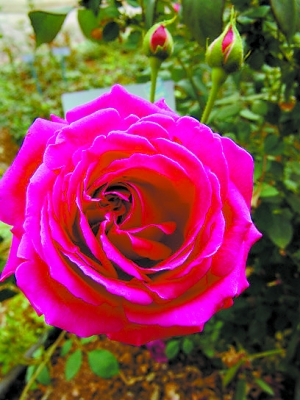 �����¼�ܛ��t