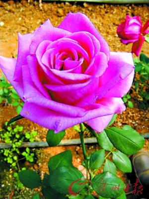 �����¼����F