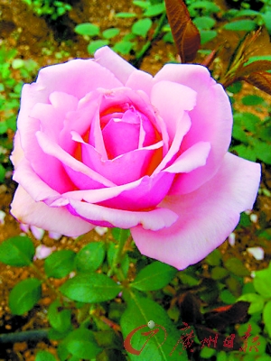 �����¼�ӳ�պɻ�