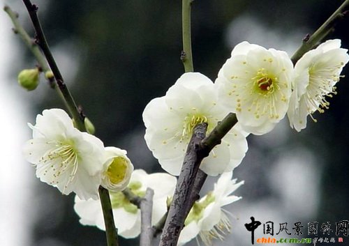 ����ֲ��@÷��ʢ�_