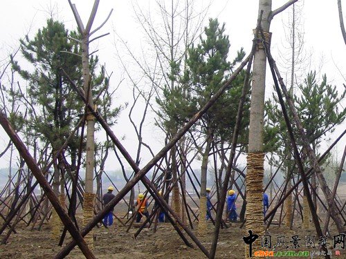 �����ӽ�Ұ���@