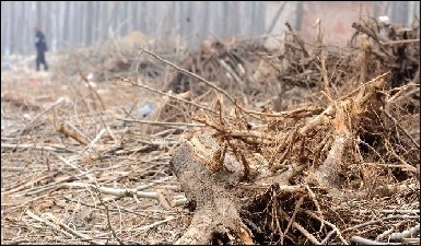 ��ľ����������ɲ��ֱ��yһ�\�ߣ�������֦�͚����z���ڬF����