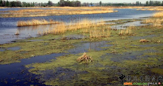 ���Н�� Wetland