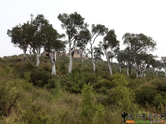 ������ Baisonglin Woods