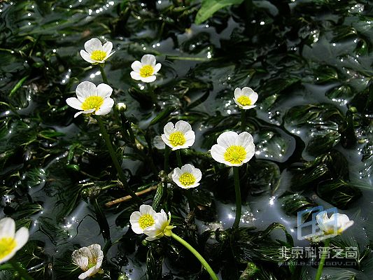 北京水毛茛