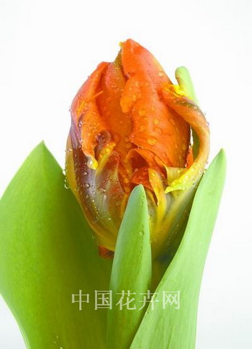 �������л��������W�^��(�D)