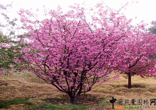 �F�����ģ��ף�