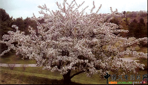 �������� Malus hupehensis