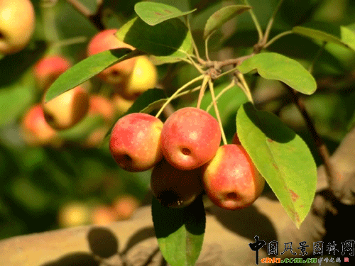 ���Ĺ�Malus-prunifolia