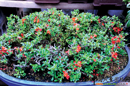 �������辰