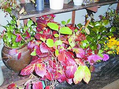 �|���y��ɽҰ���ݵ�ʰ��(�M�D)