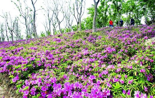 �K�ݣ�80�f����N����6000�����}��ع��@���D��